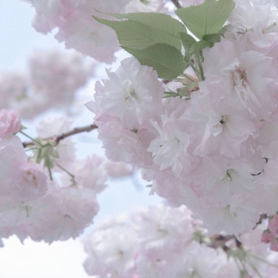 平川FurryQQ群介绍